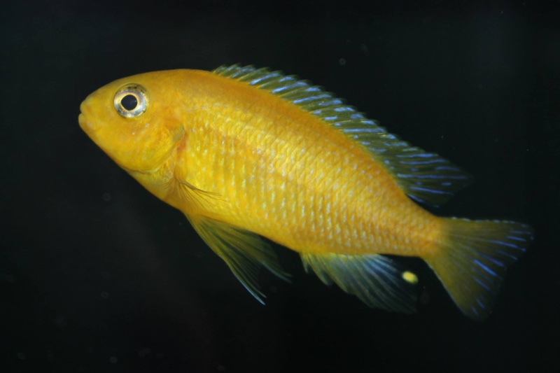 Tropheops sp. 'macrophthalmus chitimba' Chitimba Bay Deep